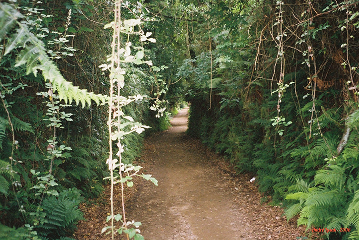 Túnel verde nas florestas galegas, a caminho de Santiago de Compostela